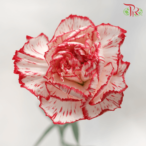 Carnation - Tone Red (18-20 Stems)-Red-China-prflorist.com.my