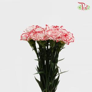 Carnation - Tone Red (18-20 Stems)-Red-China-prflorist.com.my