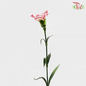 Carnation - Tone Red (18-20 Stems)-Red-China-prflorist.com.my