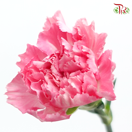 Carnation - Tonic (18-20 Stems)-Pink-China-prflorist.com.my