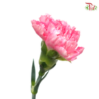 Carnation - Tonic (18-20 Stems)-Pink-China-prflorist.com.my