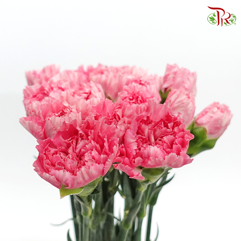 Carnation - Tonic (18-20 Stems)-Pink-China-prflorist.com.my