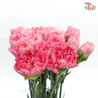 Carnation - Tonic (18-20 Stems)-Pink-China-prflorist.com.my
