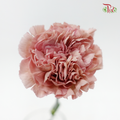 Carnation - Vintage Pink (10 Stems)-Pink-Kenya-prflorist.com.my