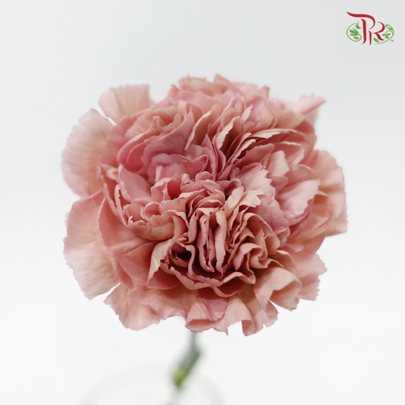 Carnation - Vintage Pink (10 Stems)-Pink-Kenya-prflorist.com.my
