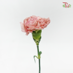 Carnation - Vintage Pink (10 Stems)-Pink-Kenya-prflorist.com.my