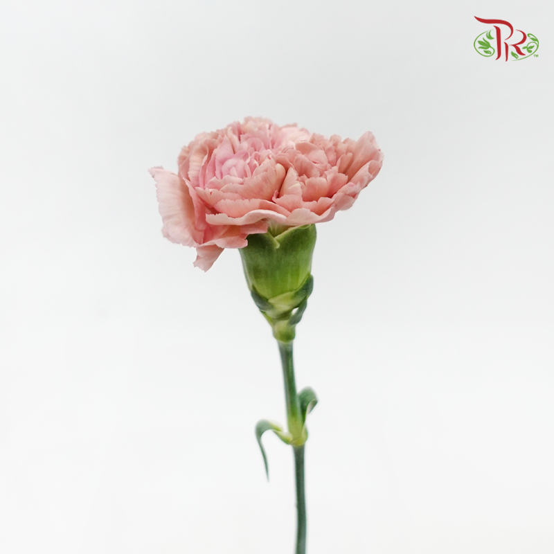 Carnation - Vintage Pink (10 Stems)-Pink-Kenya-prflorist.com.my