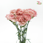 Carnation - Vintage Pink (10 Stems)-Pink-Kenya-prflorist.com.my