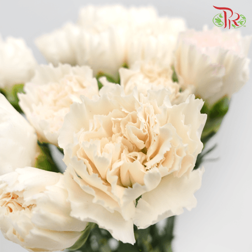 Carnation - White (18-20 Stems)-White-China-prflorist.com.my