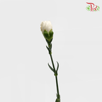 Carnation - White (18-20 Stems)-White-China-prflorist.com.my