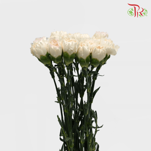 Carnation - White (18-20 Stems)-White-China-prflorist.com.my