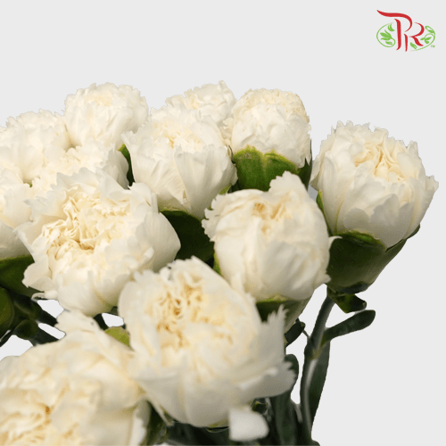 Carnation - White (18-20 Stems)-White-Malaysia-prflorist.com.my