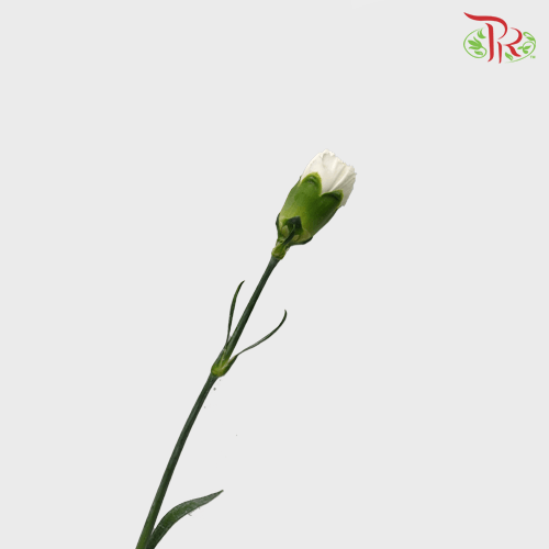 Carnation - White (18-20 Stems)-White-Malaysia-prflorist.com.my