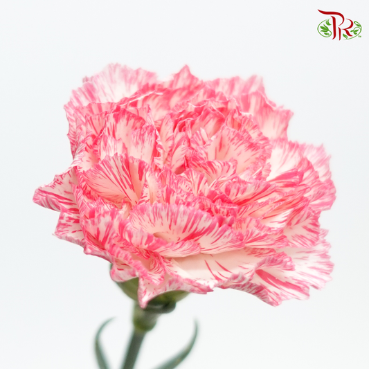 Carnation - White Pink (18-20 Stems)-Pink-China-prflorist.com.my