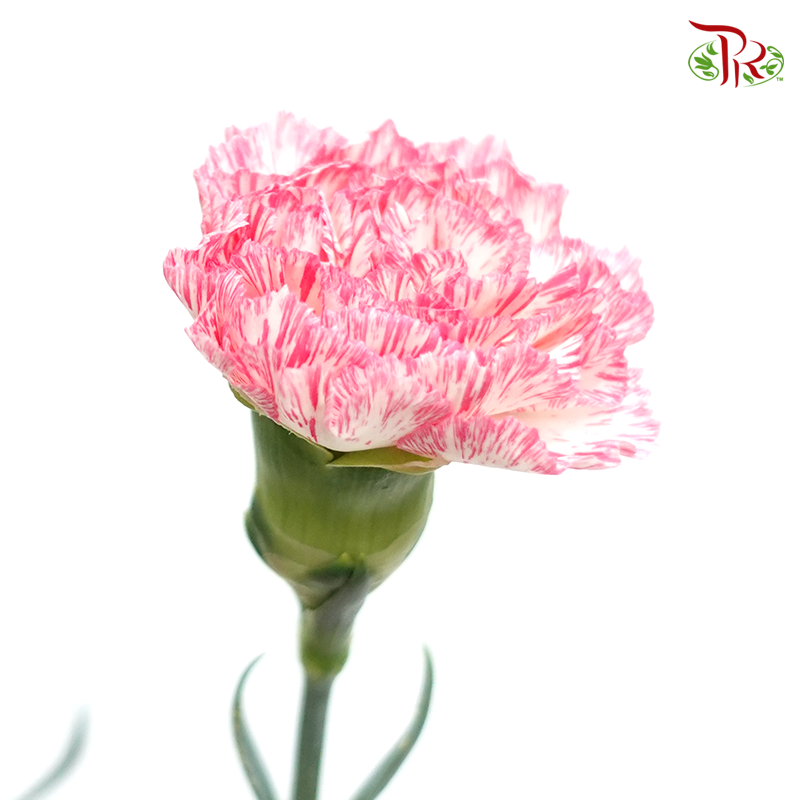 Carnation - White Pink (18-20 Stems)-Pink-China-prflorist.com.my