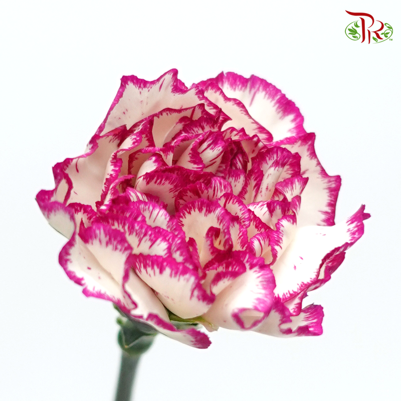 Carnation - White Violet (18-20 Stems)-White Violet-China-prflorist.com.my