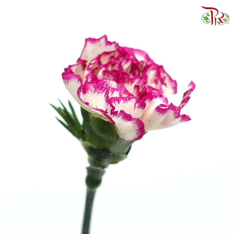 Carnation - White Violet (18-20 Stems)-White Violet-China-prflorist.com.my