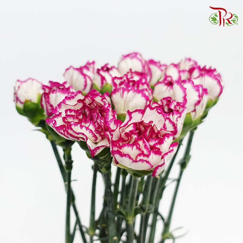 Carnation - White Violet (18-20 Stems)-White Violet-China-prflorist.com.my