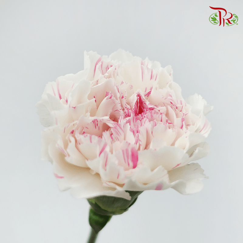 Carnation - Cherry / Dresses Fragrance 樱桃优香 (18-20 Stems)