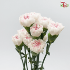 Carnation - Cherry / Dresses Fragrance 樱桃优香 (18-20 Stems)