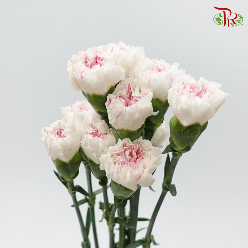 Carnation - Cherry / Dresses Fragrance 樱桃优香 (18-20 Stems)