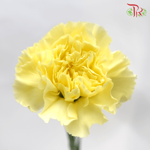 Carnation - Yellow (18-20 Stems)-Yellow-China-prflorist.com.my