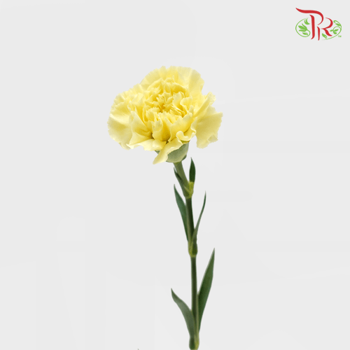 Carnation - Yellow (18-20 Stems)-Yellow-China-prflorist.com.my