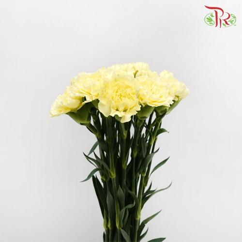 Carnation - Yellow (18-20 Stems)-Yellow-China-prflorist.com.my