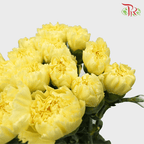 Carnation - Yellow (18-20 Stems)-Yellow-Malaysia-prflorist.com.my