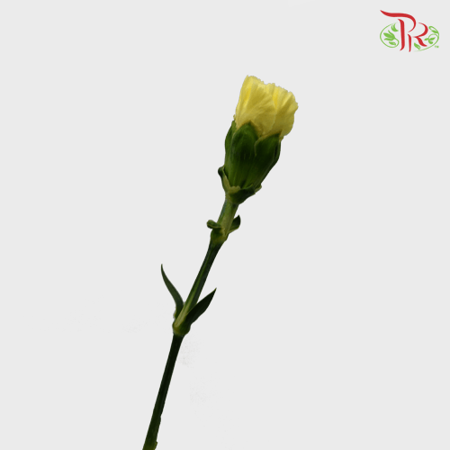 Carnation - Yellow (18-20 Stems)-Yellow-Malaysia-prflorist.com.my