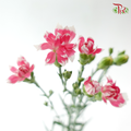 Carnation Spray -The Little Pink Rose Prince 粉色玫瑰太子小丁 (19-20 Stems)