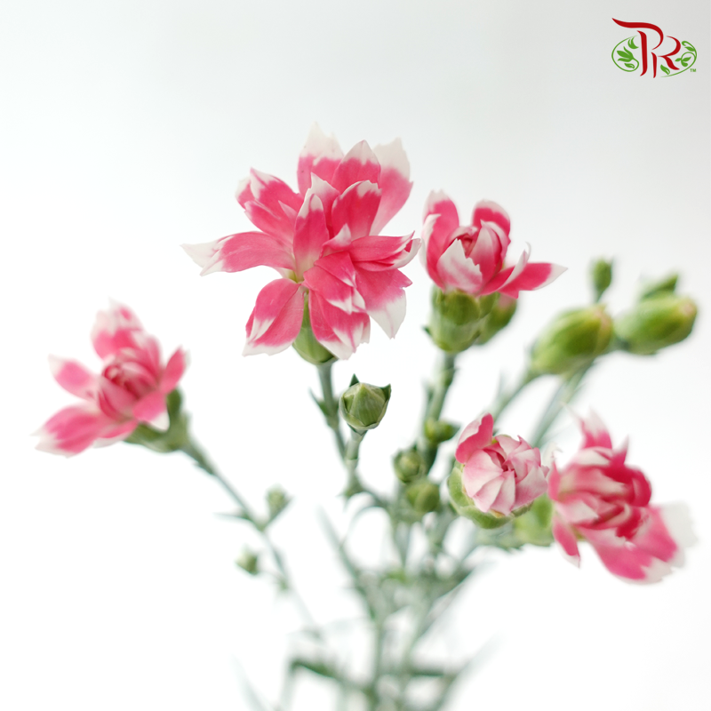 Carnation Spray -The Little Pink Rose Prince 粉色玫瑰太子小丁 (19-20 Stems)