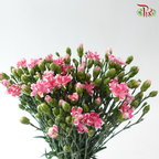 Carnation Spray -The Little Pink Rose Prince 粉色玫瑰太子小丁 (19-20 Stems)