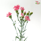 Carnation Spray -The Little Pink Rose Prince 粉色玫瑰太子小丁 (19-20 Stems)
