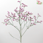 Caspia - Light Deep Pink (Per Bunch)-Light Deep Pink-China-prflorist.com.my