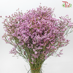 Caspia - Light Deep Pink (Per Bunch)-Light Deep Pink-China-prflorist.com.my