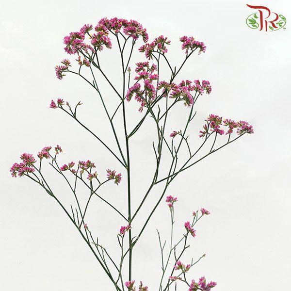 Caspia - Pink (Per Bunch)-Pink-China-prflorist.com.my