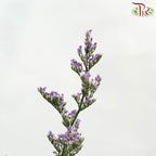 Caspia - Purple (Per Bunch)-Purple-Malaysia-prflorist.com.my