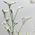 Caspia - White (Per Bunch)-White-China-prflorist.com.my