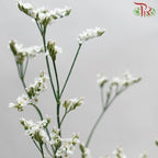Caspia - White (Per Bunch)-White-China-prflorist.com.my