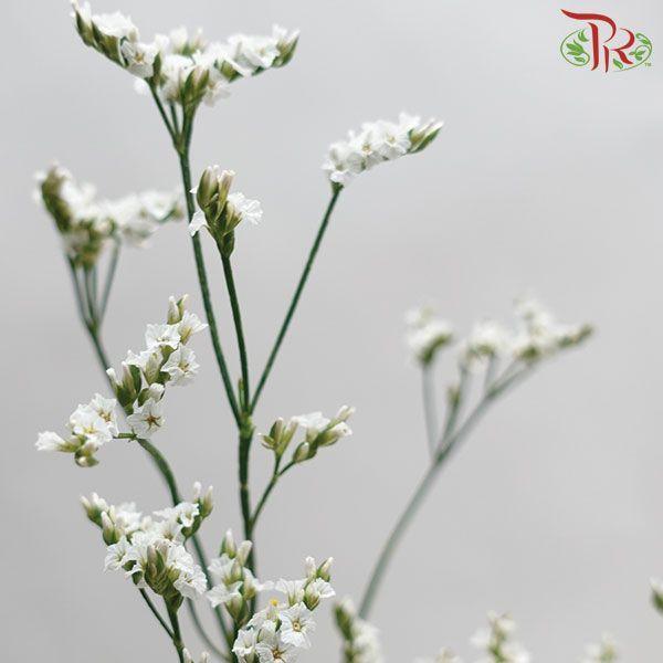 Caspia - White (Per Bunch)-White-China-prflorist.com.my