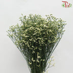 Caspia - Yellow (Per Bunch)-Yellow-China-prflorist.com.my