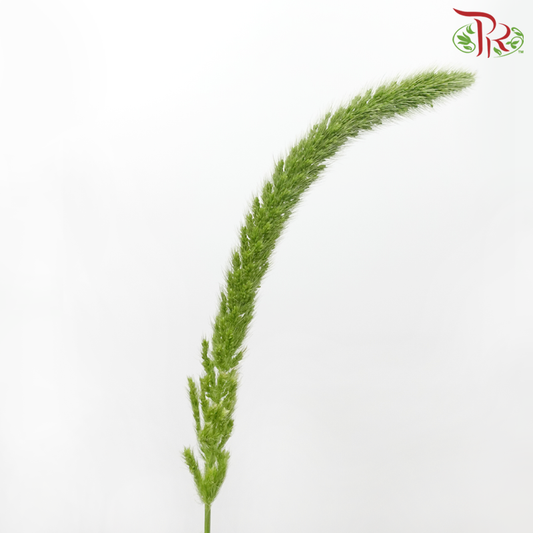 Cat Tail - (Per Bunch)-China-prflorist.com.my