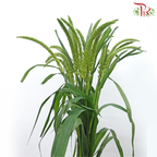 Cat Tail - (Per Bunch)-China-prflorist.com.my