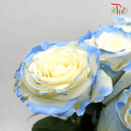 Rose - Powder Blue (10 Stems) - Pudu Ria Florist