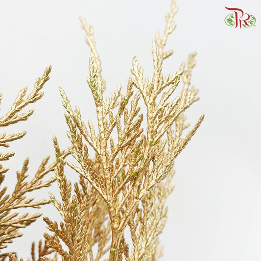 Cedar Leaf Dyed Gold - (5 Stems)-Gold-Africa-prflorist.com.my