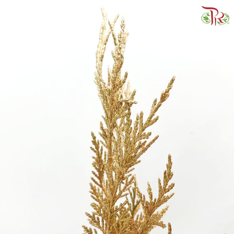 Cedar Leaf Dyed Gold - (5 Stems)-Gold-Africa-prflorist.com.my