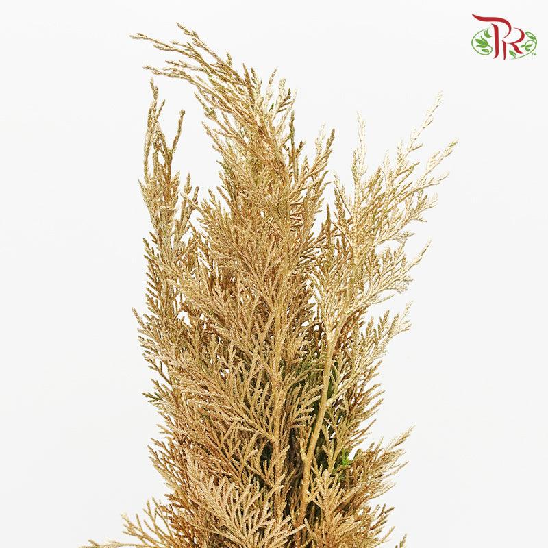 Cedar Leaf Dyed Gold - (5 Stems)-Gold-Africa-prflorist.com.my