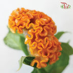 Celosia Cristata - Orange (5 Stems)-Orange-Import-prflorist.com.my