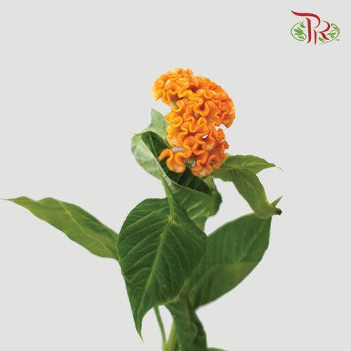 Celosia Cristata - Orange (5 Stems)-Orange-Import-prflorist.com.my